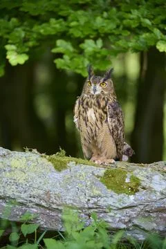 Eurasian eagle owl Bubo bubo adult sitting alertly on rock at the edge of the Stock-Fotos