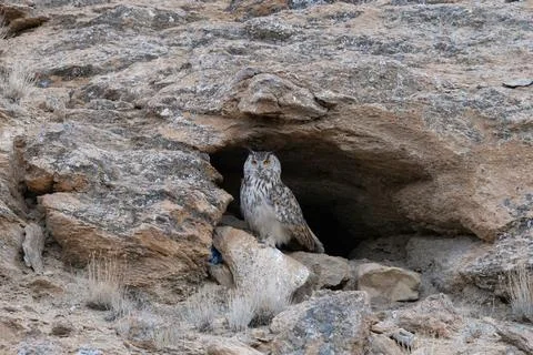 Eurasian eagle owl, Bubo bubo, Hanle, Ladakh, Jammu and Kashmir, India. Stock Photos