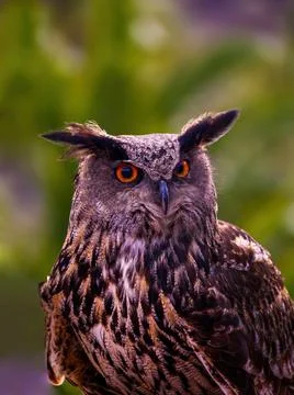 Eurasian eagle-owl (Bubo bubo) sitting on a branch against green background.. Stock Photos