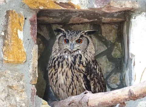 Eurasian eagle owl (Bubo bubo) Fotos de archivo