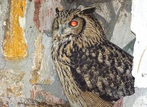 Eurasian eagle owl (Bubo bubo) Stock Photos
