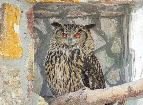 Eurasian eagle owl (Bubo bubo) Фото