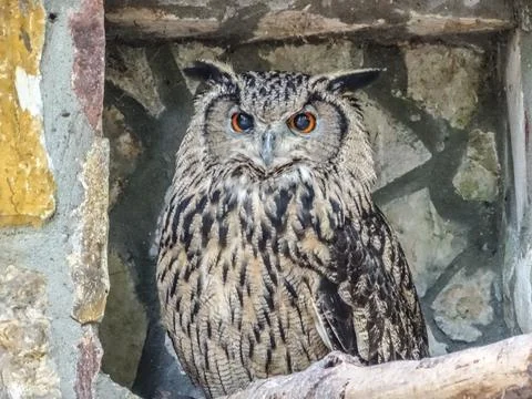 Eurasian eagle owl (Bubo bubo) Stock Photos