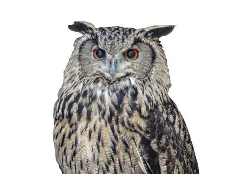 Eurasian eagle owl (Bubo bubo) isolated on white Stock Photos