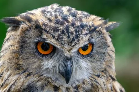 Eurasian Eagle-Owl (Bubo bubo) Stock Photos