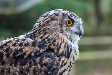 Eurasian Eagle-Owl (Bubo bubo) Stock Photos