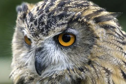 Eurasian Eagle-Owl (Bubo bubo) Stock Photos