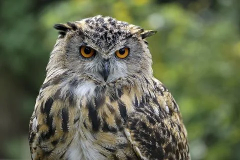 Eurasian Eagle-Owl (Bubo bubo) Stock Photos