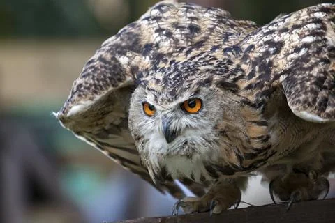 Eurasian Eagle-Owl (Bubo bubo) preparing for flight Stock Photos