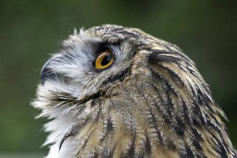 Eurasian Eagle-Owl (Bubo bubo) Stock Photos