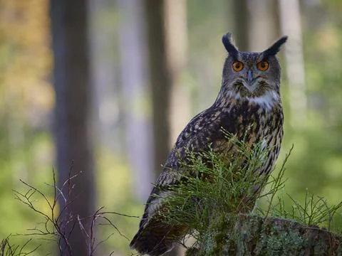 Eurasian eagle owl (bubo bubo) in forest Stock Photos