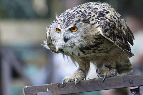 Eurasian Eagle-Owl (Bubo bubo) Stock Photos