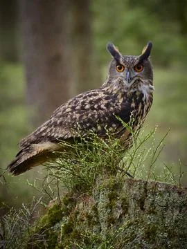 Eurasian eagle owl (bubo bubo) in spring forest Stock Photos