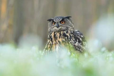 Eurasian eagle-owl Bubo bubo bird young northern long-eared owl feather dusty Stock Photos
