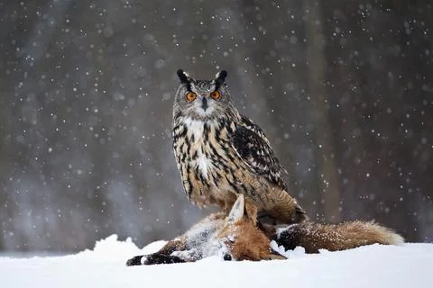 Eurasian eagle-owl Bubo bubo bird young northern owl feather snowdrop dusty Foto stock