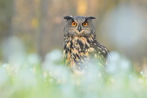 Eurasian eagle-owl Bubo bubo bird young northern long-eared owl feather dusty Foto stock