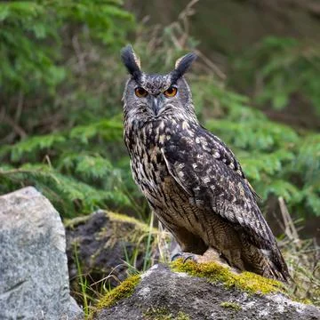 Eurasian Eagle-owl, Bubo Bubo in Bohemian-Moravian Highlands. Staring at you. Stock Photos