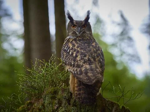 Eurasian eagle owl (bubo bubo) in forest Stock Photos