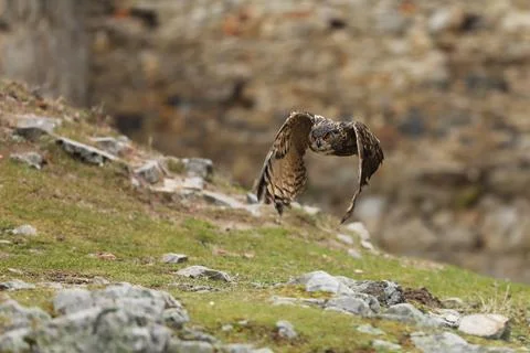 Eurasian Eagle Owl, Bubo bubo, flying bird with open wings iold stone wall in Stock Photos