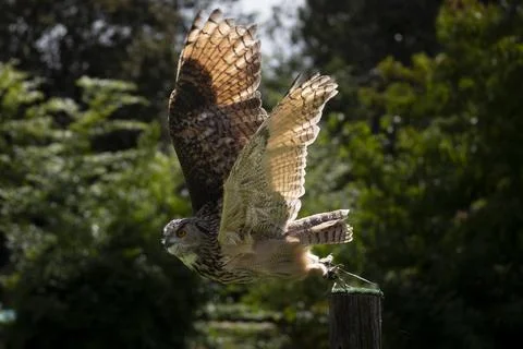 An Eurasian Eagle-Owl (Bubo bubo) flying. Stock Photos