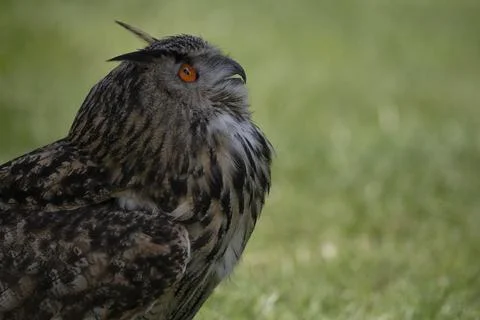The Eurasian Eagle-Owl (Bubo bubo). Stock Photos