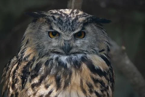 The Eurasian Eagle-Owl (Bubo bubo). Stock Photos