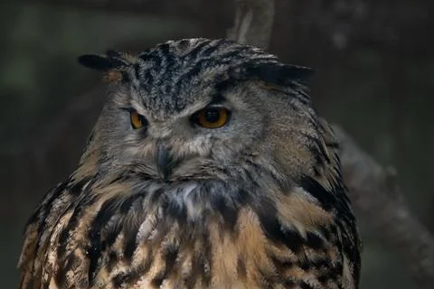 The Eurasian Eagle-Owl (Bubo bubo). Stock Photos