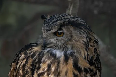 The Eurasian Eagle-Owl (Bubo bubo). Stock Photos