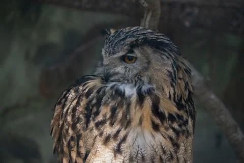 The Eurasian Eagle-Owl (Bubo bubo). Stock Photos