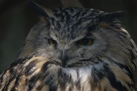 The Eurasian Eagle-Owl (Bubo bubo). Stock Photos