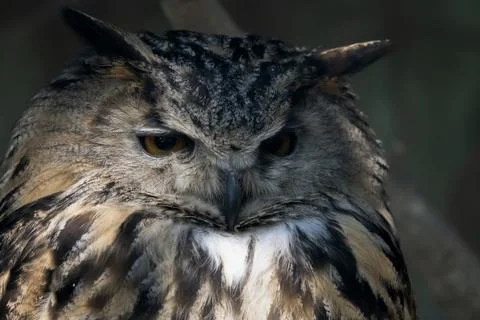 The Eurasian Eagle-Owl (Bubo bubo). Stock Photos