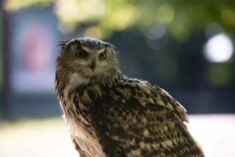 The Eurasian Eagle-Owl (Bubo bubo). Stock Photos