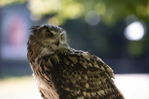 The Eurasian Eagle-Owl (Bubo bubo). Stock Photos