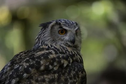 The Eurasian Eagle-Owl (Bubo bubo). Stock Photos