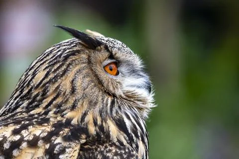 The Eurasian Eagle-Owl (Bubo bubo). Stock Photos