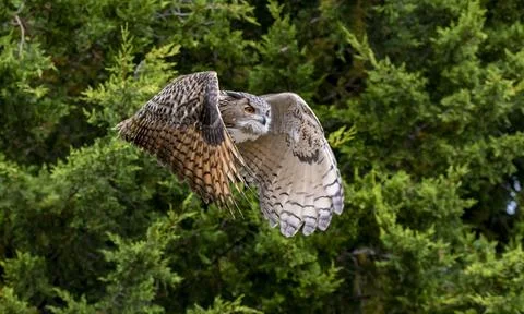 An Eurasian Eagle-Owl (Bubo bubo) flying. Stock Photos