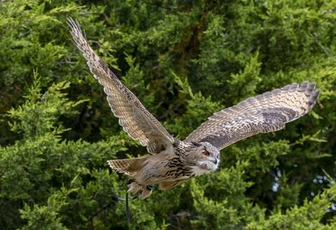 An Eurasian Eagle-Owl (Bubo bubo) flying. Stock Photos