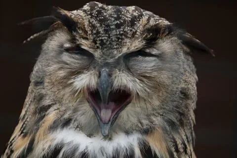 The Eurasian Eagle-Owl (Bubo bubo). Stock Photos