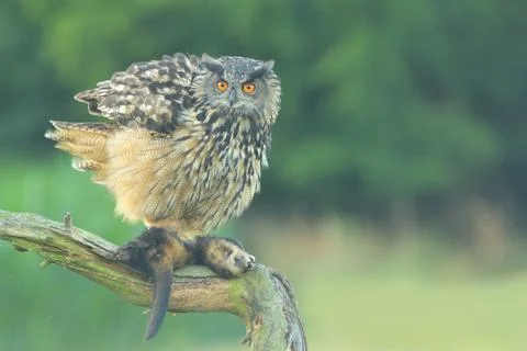 Eurasian eagle-owl Bubo bubo bird young northern owl feather snowdrop dusty Stock Photos