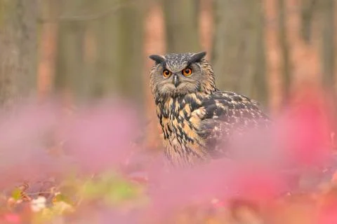 Eurasian eagle-owl Bubo bubo bird young northern owl feather snowdrop dusty Stock Photos