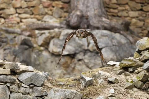 Eurasian Eagle Owl, Bubo bubo, flying bird with open wings iold stone wall in Foto stock