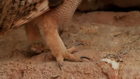 Eurasian eagle-owl (Bubo bubo)Close-up feet with claws Video stock 179507779