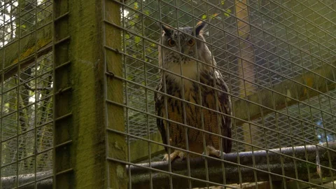 Eurasian Eagle Owl in cage flying to higher branch to look down at camera Stock Footage 114810215