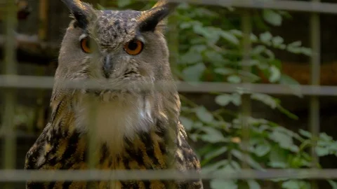 Eurasian Eagle Owl in cage Stock Footage 114781180