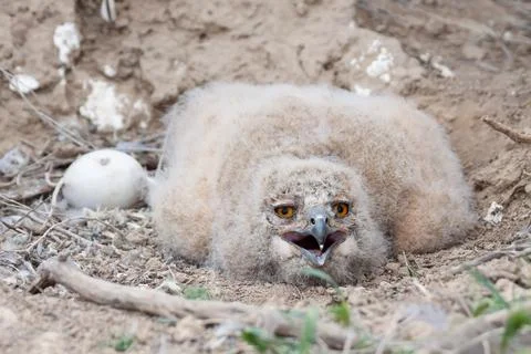 Eurasian eagle-owl chick (Bubo bubo) and one egg lying in the nest in deser.. Stock Photos