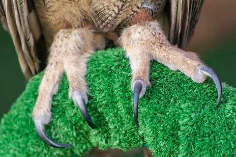 The Eurasian eagle-owl claws (Bubo bubo) Stock Photos