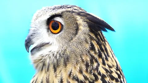 Eurasian Eagle Owl Close Up. Stock Footage 104924122
