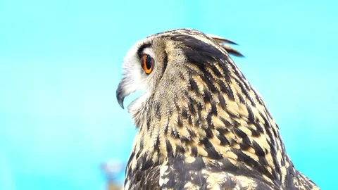 Eurasian Eagle Owl Close Up. Stock Footage 104924242