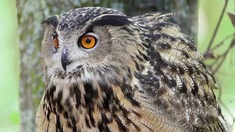 Eurasian Eagle Owl Close-up Stock Footage 154142373
