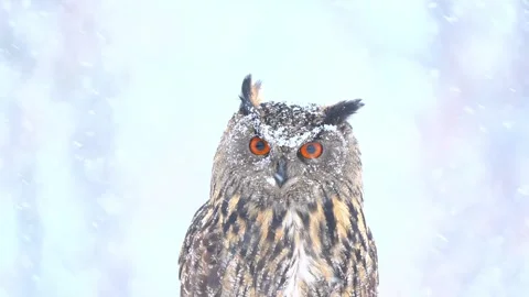Eurasian eagle owl close up portrait with piercing orange eyes and snowy face, Stock-Footage 345655848